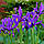 Ірис Голландський Purple Sensation 8/+, фото 4