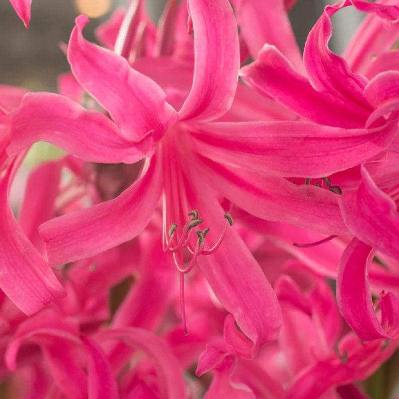 Амарин Anastasia 16/+, фото 1