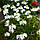 Поводник (Habenaria) Aoba, фото 4