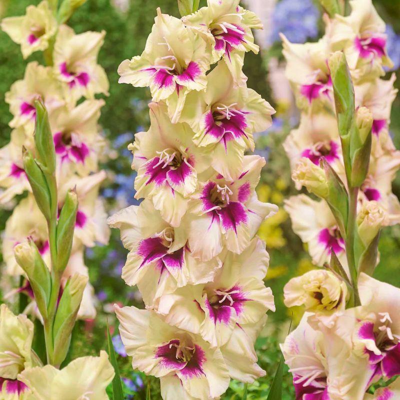 Гладіолус Amber Mistique 14/16, фото 1