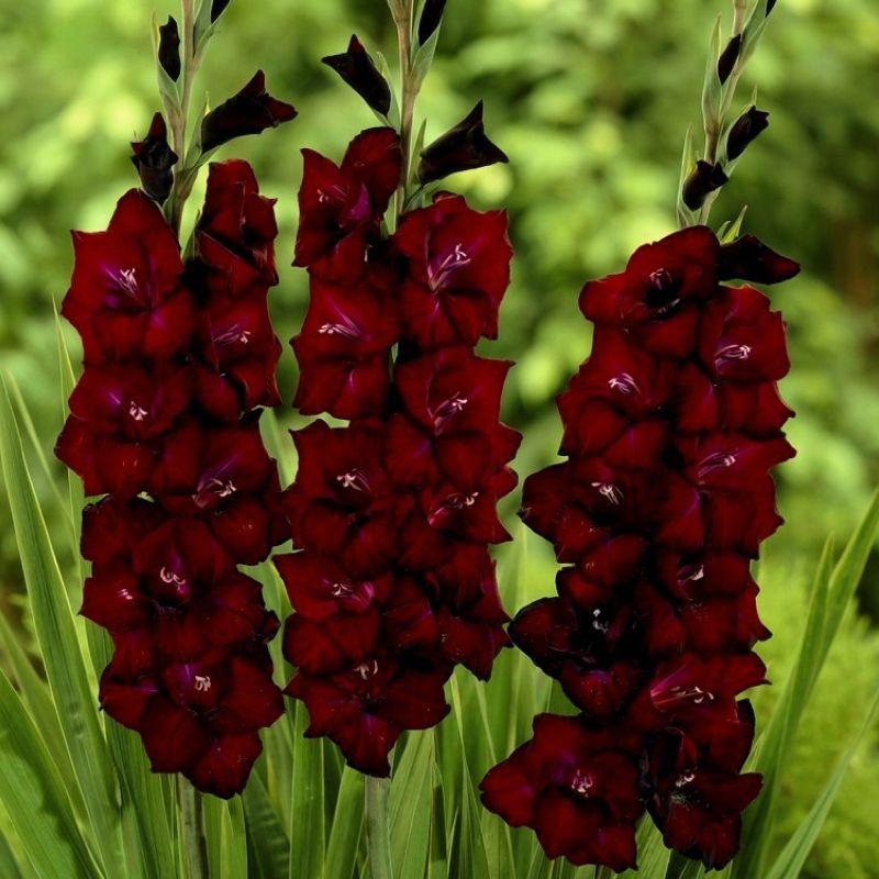 Гладіолус Back Surprise 14/16