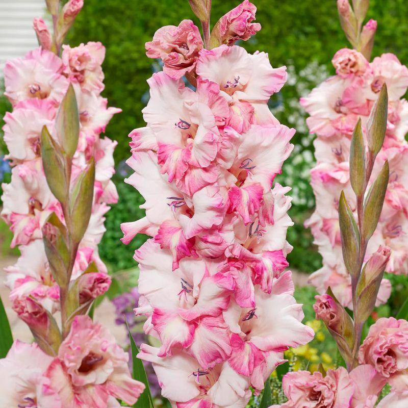 Гладіолус Cherry Candy 14/16