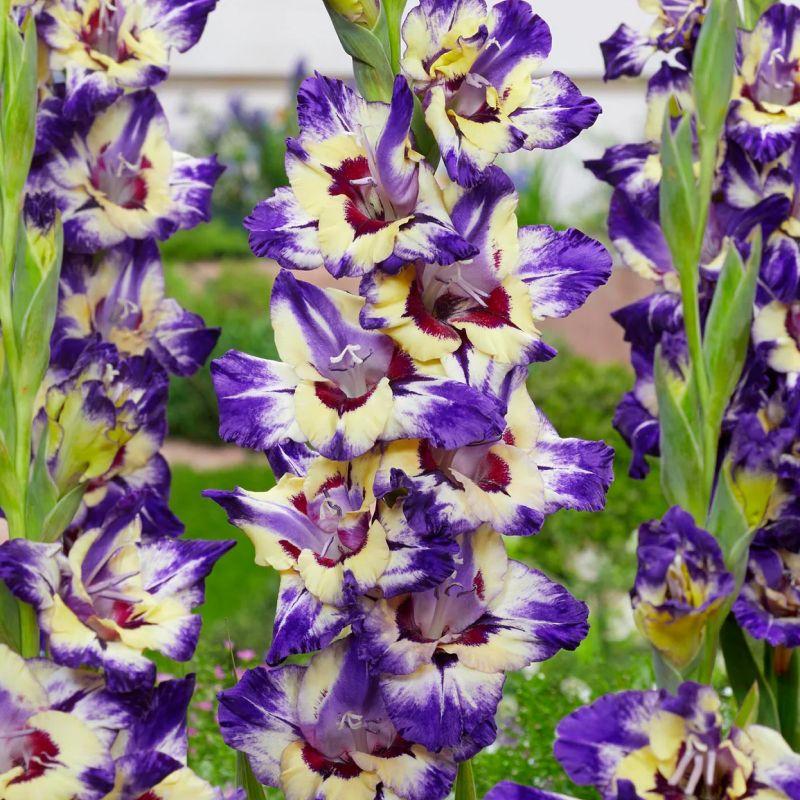 Гладіолус Circus Color 14/16, фото 1