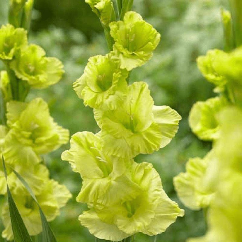 Гладіолус Dingadong 14/16