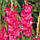 Гладіолус Fairytale Pink 14/16, фото 4
