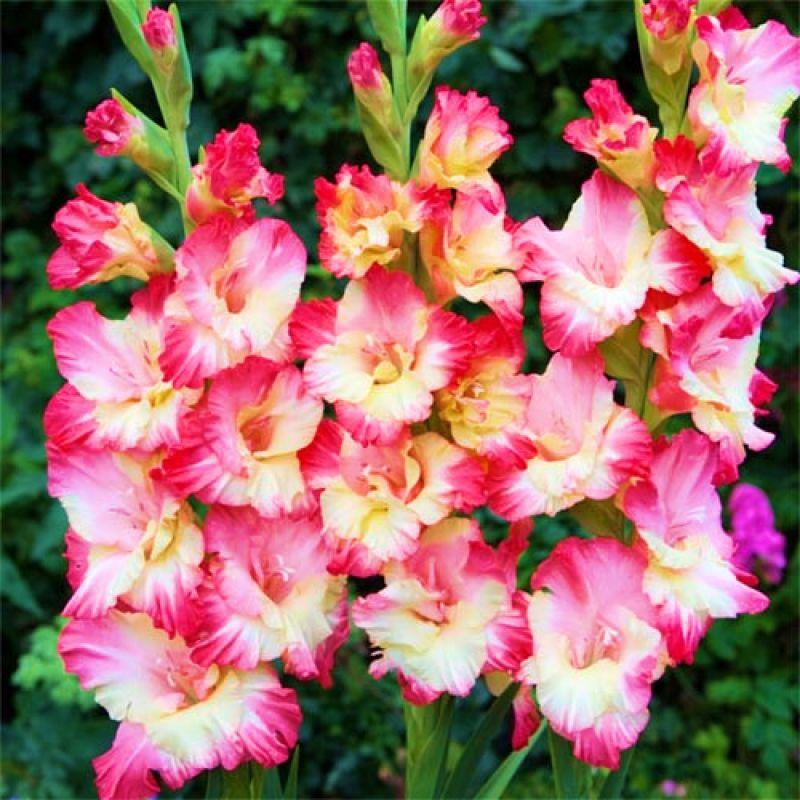 Гладіолус Gerona 14/16