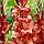 Гладіолус Indian Summer 14/16, фото 3