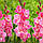 Гладіолус Pink Event 12/14, фото 3