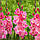Гладіолус Pink Parrot 14/16, фото 3