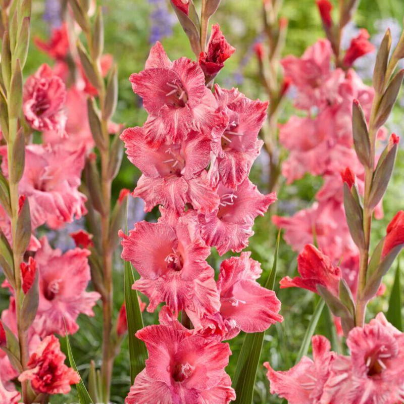 Гладіолус Strawberry Swirl 14/16, фото 1