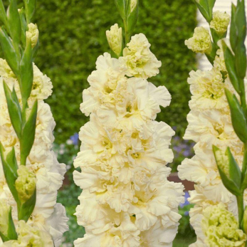 Гладіолус Sweet Crystal (KALOEGA) 14/16, фото 1