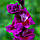 Гладіолус Velvet Raspberry (CHAMBERRY) 14/16, фото 3
