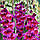 Гладіолус Velvet Raspberry (CHAMBERRY) 14/16, фото 4