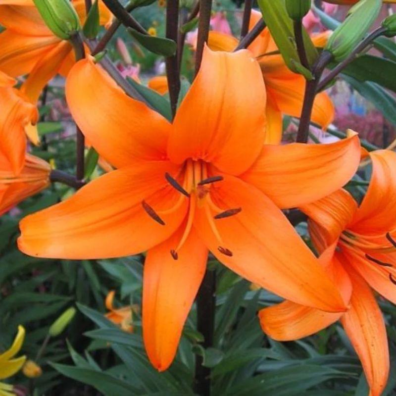 Лілія Азіатська Pearl Justien 16/18