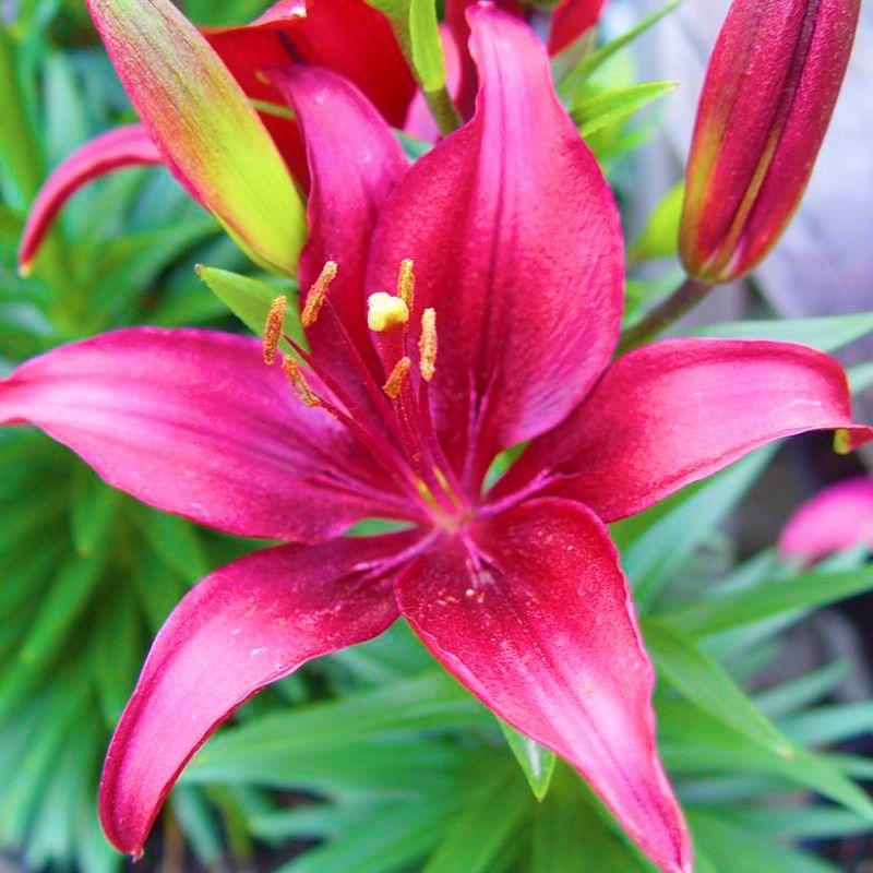 Лілія Азіатська низька Tiny Ghost 16/18, фото 1