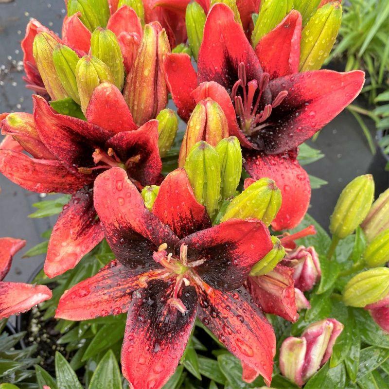 Лілія Азіатська низька Tiny Shadow 16/18, фото 1