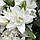 Лілія Махрова Roselily Angela 15/17, фото 3