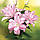 Лілія Махрова Roselily Anouska 18/20, фото 3
