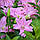 Лілія Махрова Roselily Cordula 18/20, фото 3