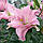 Лілія Махрова Roselily Editha 18/20, фото 4