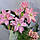 Лілія Махрова Roselily Editha 18/20, фото 3