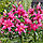 Лілія Махрова Roselily Floretta 18/20, фото 4