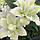 Лілія Махрова Roselily Joella 17/19, фото 3