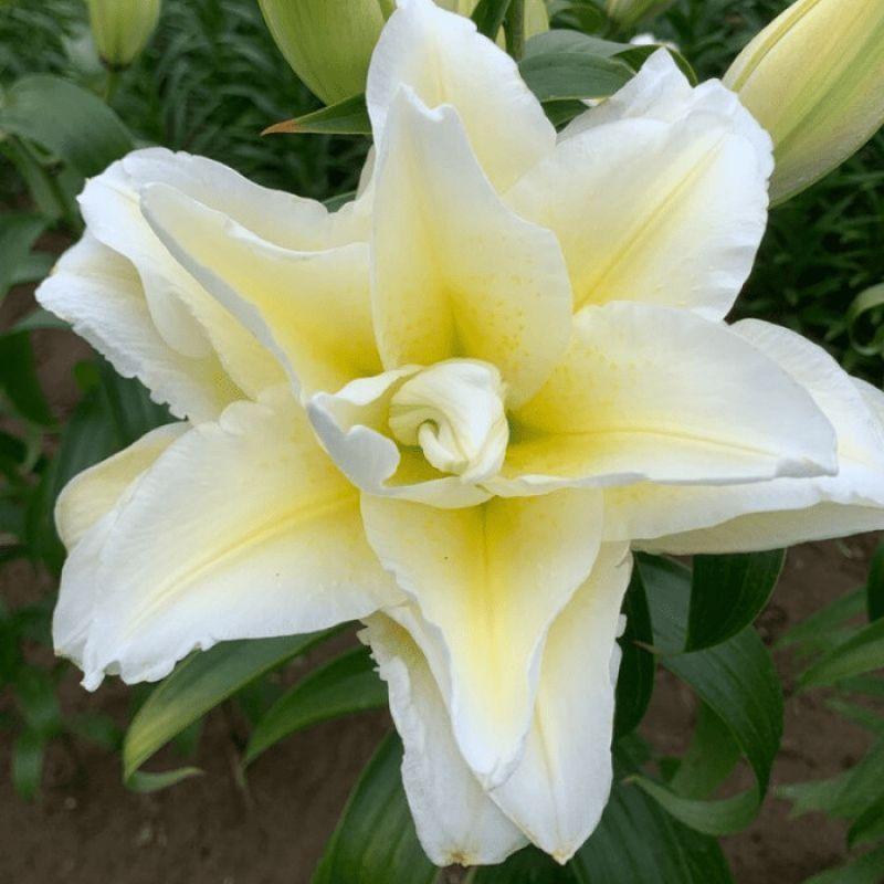 Лілія Махрова Roselily Ludwina 18/20, фото 1