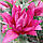 Лілія Махрова Roselily Shania 18/20, фото 3
