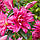 Лілія Махрова Roselily Shania 18/20, фото 4
