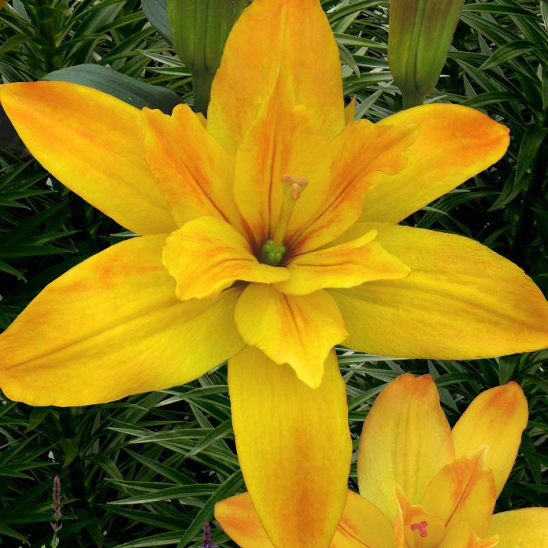 Лілія Махрова азіатська Gold Twin 14/16