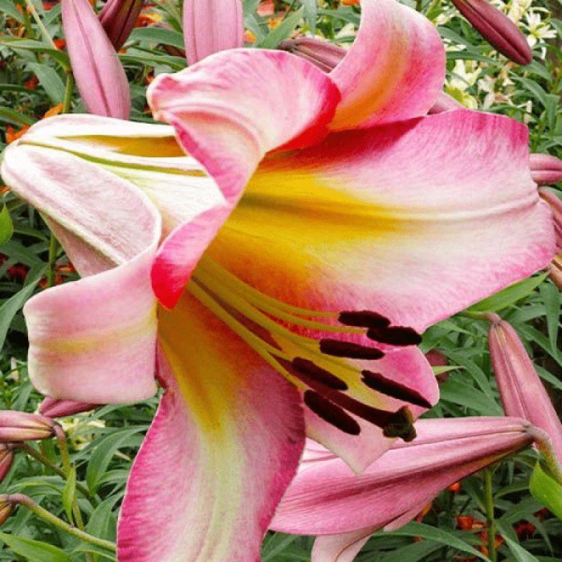 Лілія ОТ-гібрид Beijing Moon 14/16, фото 1