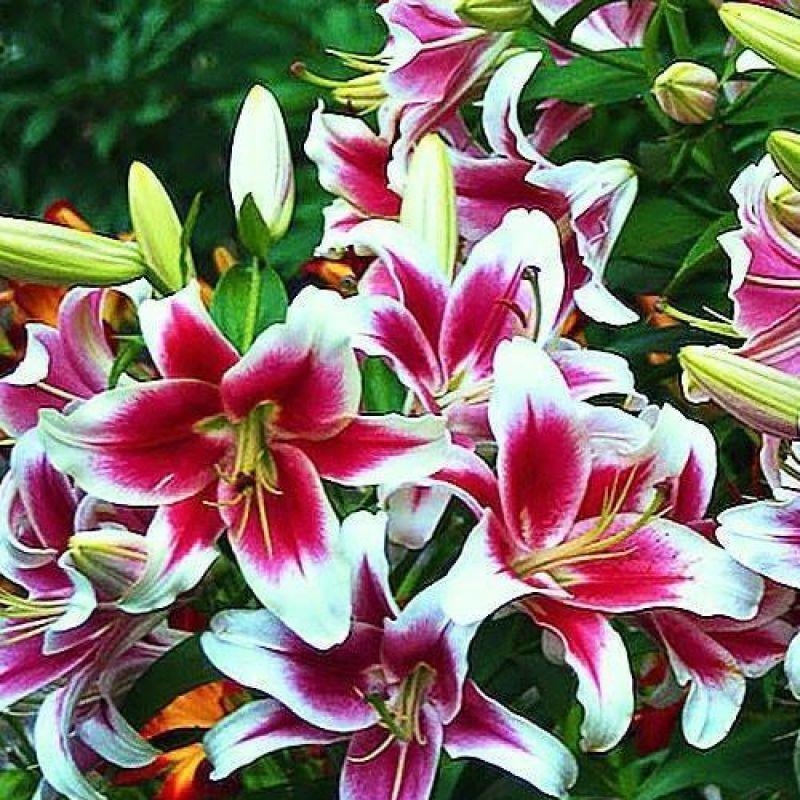 Лілія ОТ-гібрид Candy Club 20/22