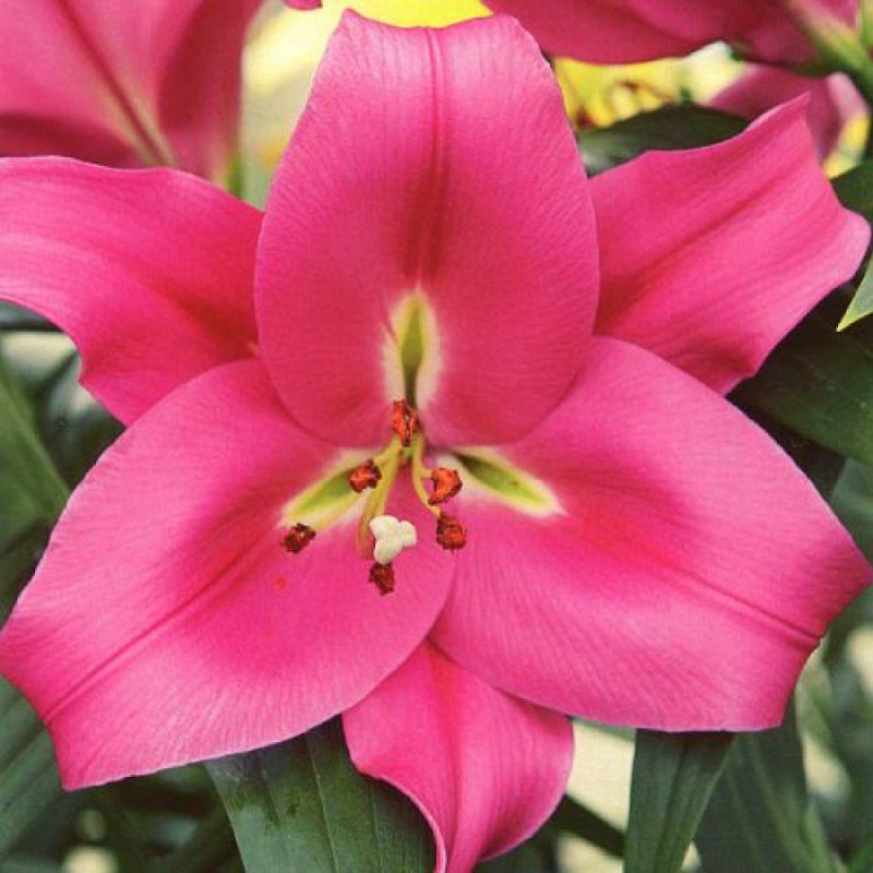 Лілія ОТ-гібрид Corvette 14/16