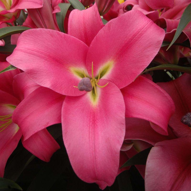 Лілія ОТ-гібрид Profundo 22/24