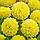 Жоржина декоративна Yellow Heaven, фото 3