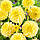 Жоржина декоративна Yellow Heaven, фото 4