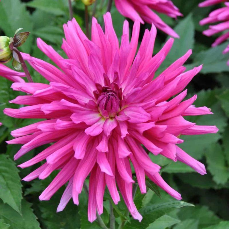 Жоржина кактусоподібна Blues Diamond, фото 1