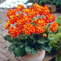 Жоржина низькоросла комірцева Alstergruss