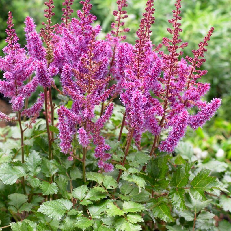 Астильба Purple Rain 2/3