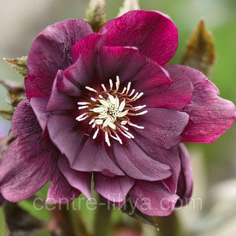 Морозник (Helleborus) Double Ellen Purple