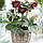 Морозник (Helleborus) Double Ellen Purple, фото 3