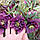 Морозник (Helleborus) Double Ellen Purple, фото 4