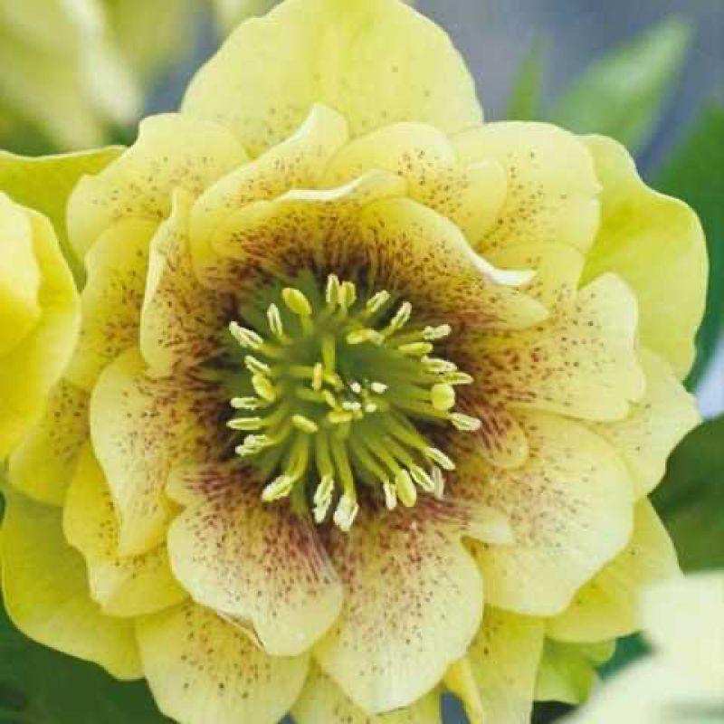 Морозник (Helleborus) Golden Discovery
