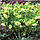 Морозник (Helleborus) Golden Discovery, фото 3
