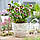 Морозник (Helleborus) Pretty Ellen Spotted, фото 4