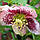 Морозник (Helleborus) Pretty Ellen Spotted, фото 3