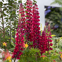 Люпин My Castle (червоний)