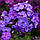 Флокс Amethyst, фото 3
