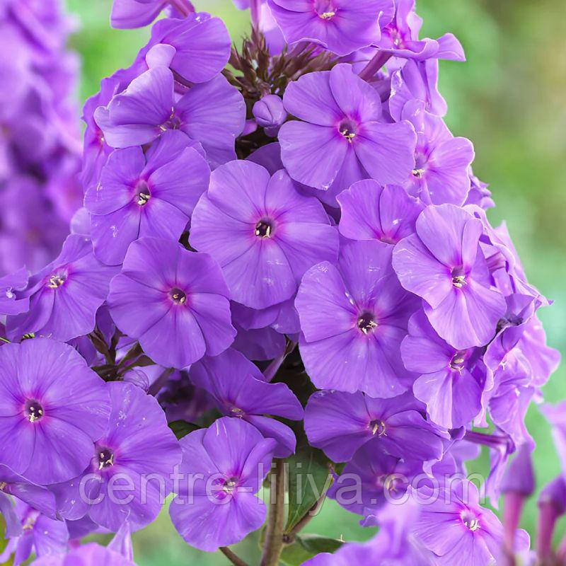 Флокс Amethyst